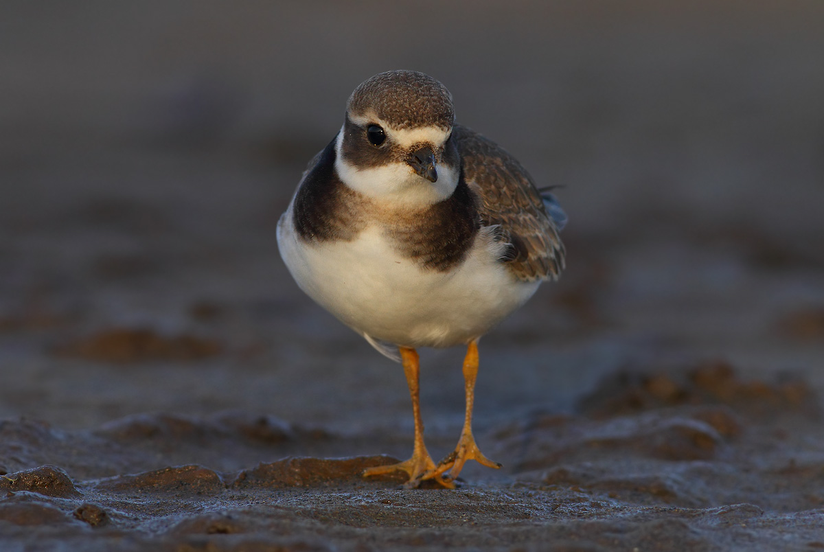 Ringed Plover