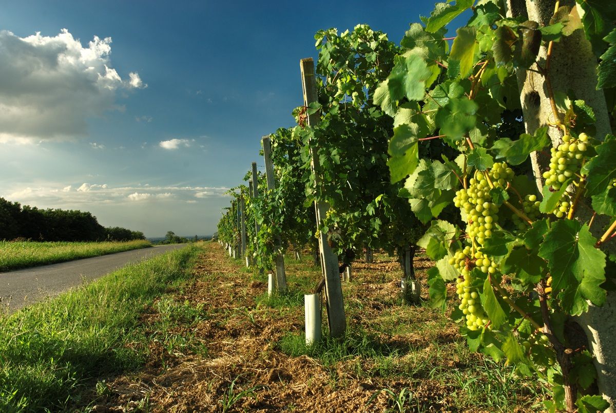 Carpaneto Piacentino, campagna 3