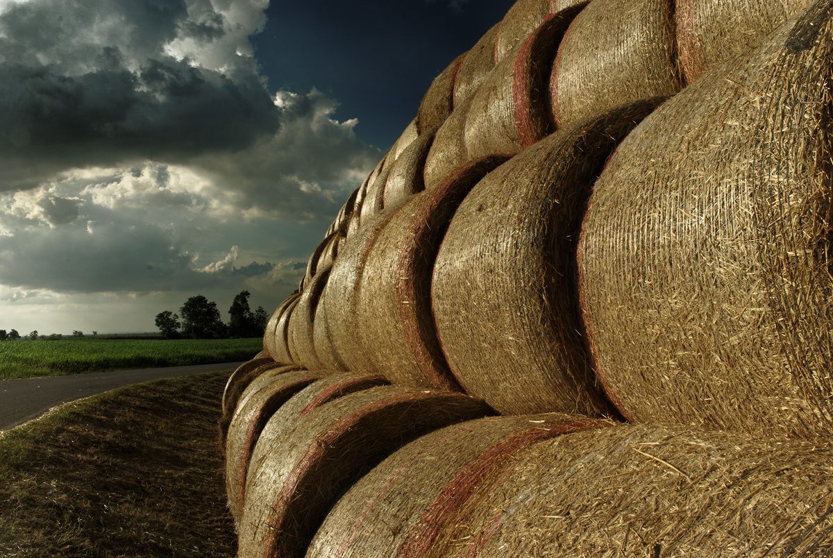 Carpaneto, campagna 2