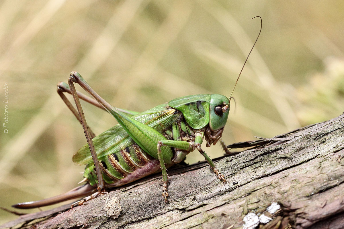 Decticus Verrucivorus F