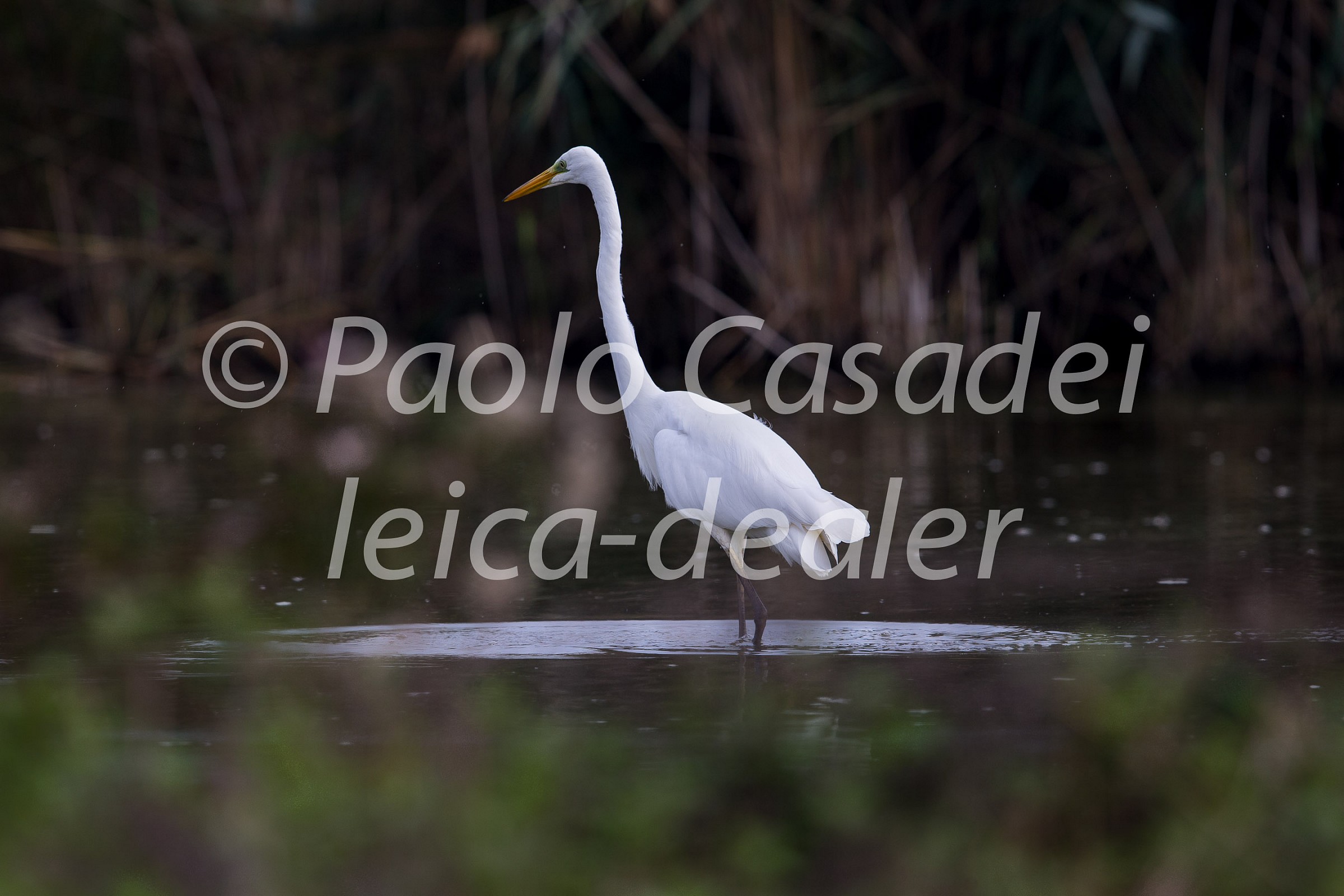 Great White Egret