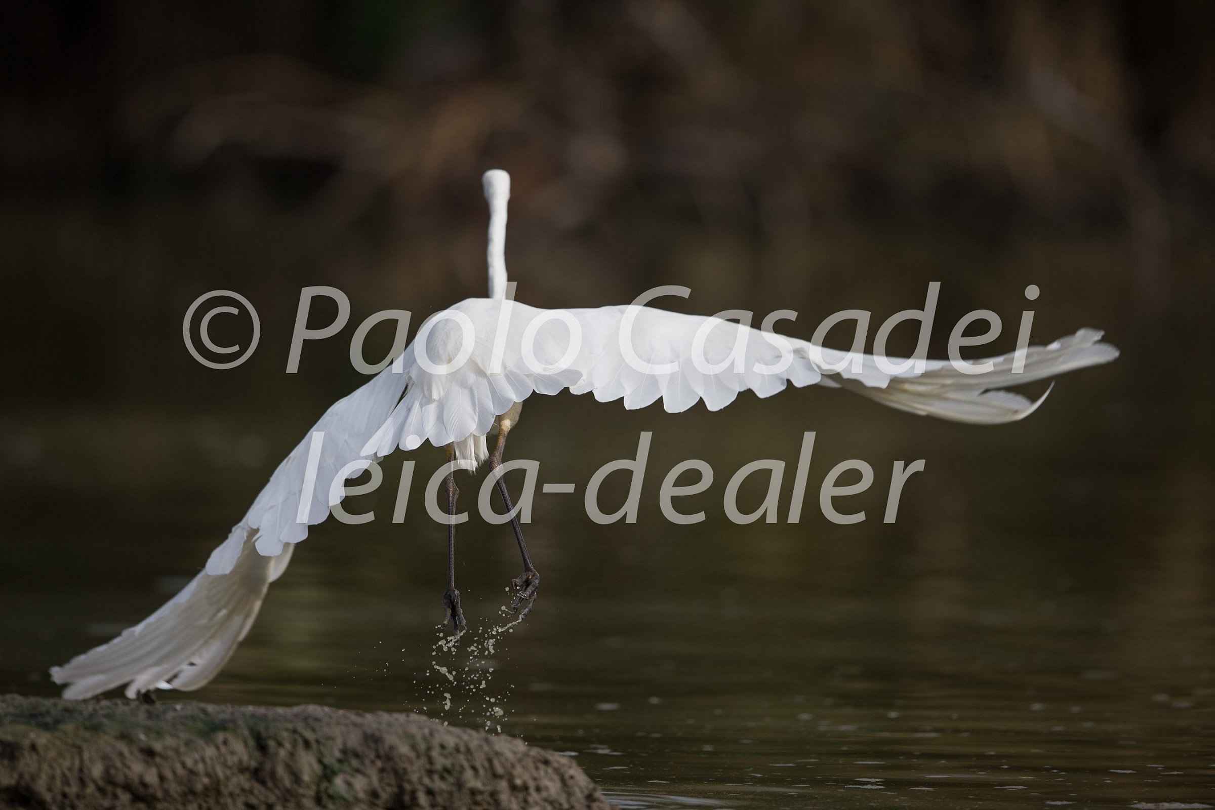 Great White Egret