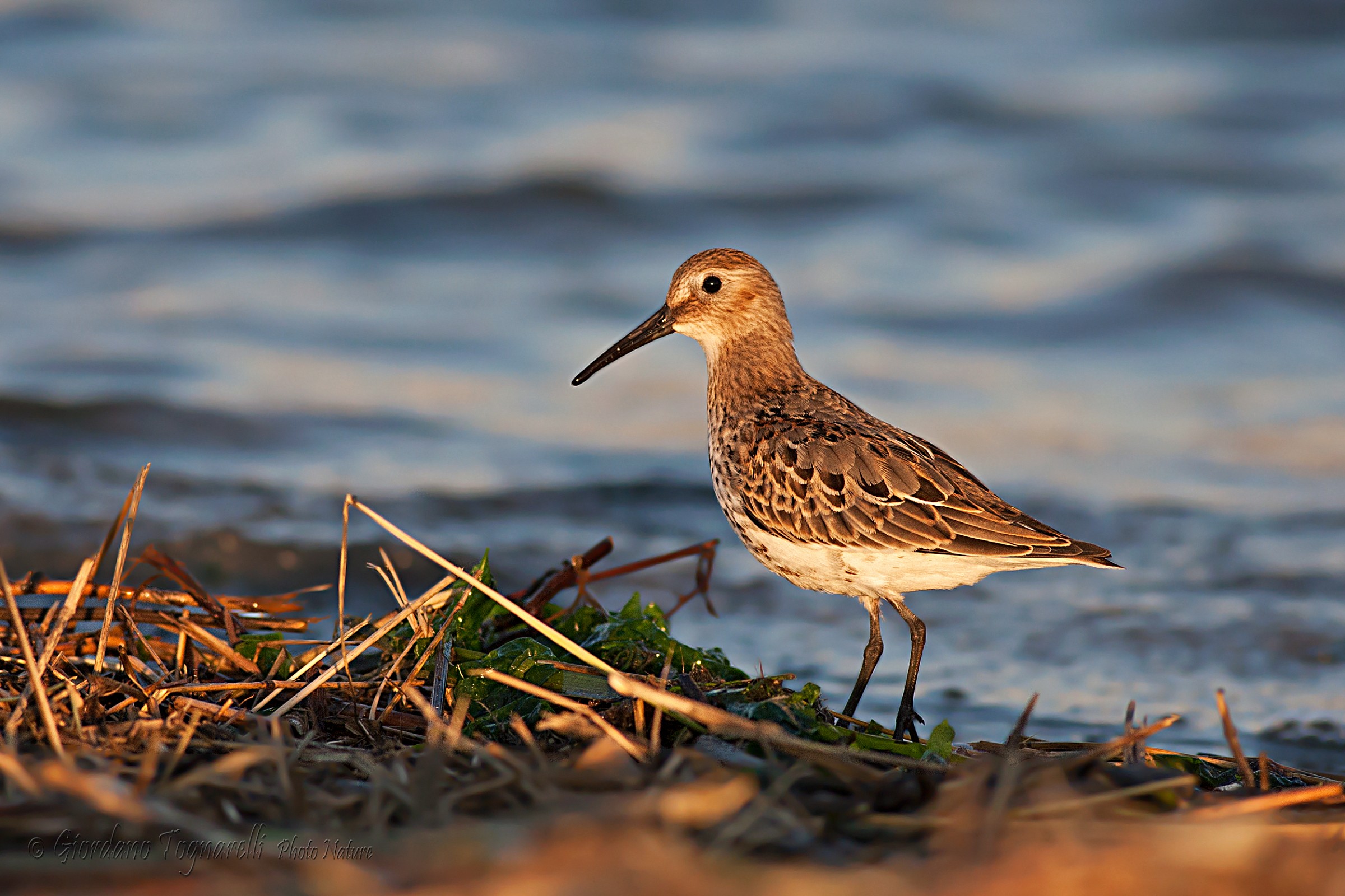Dunlin