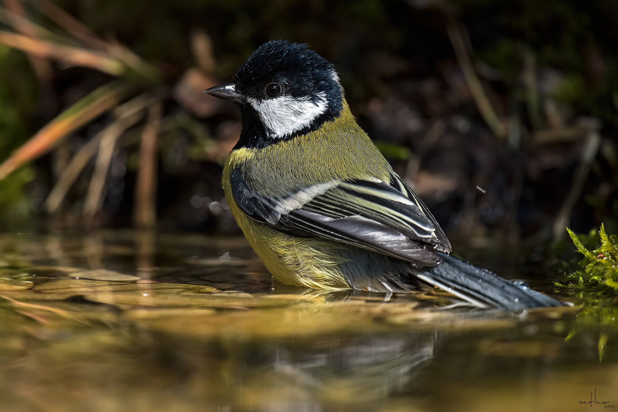 Great Tit