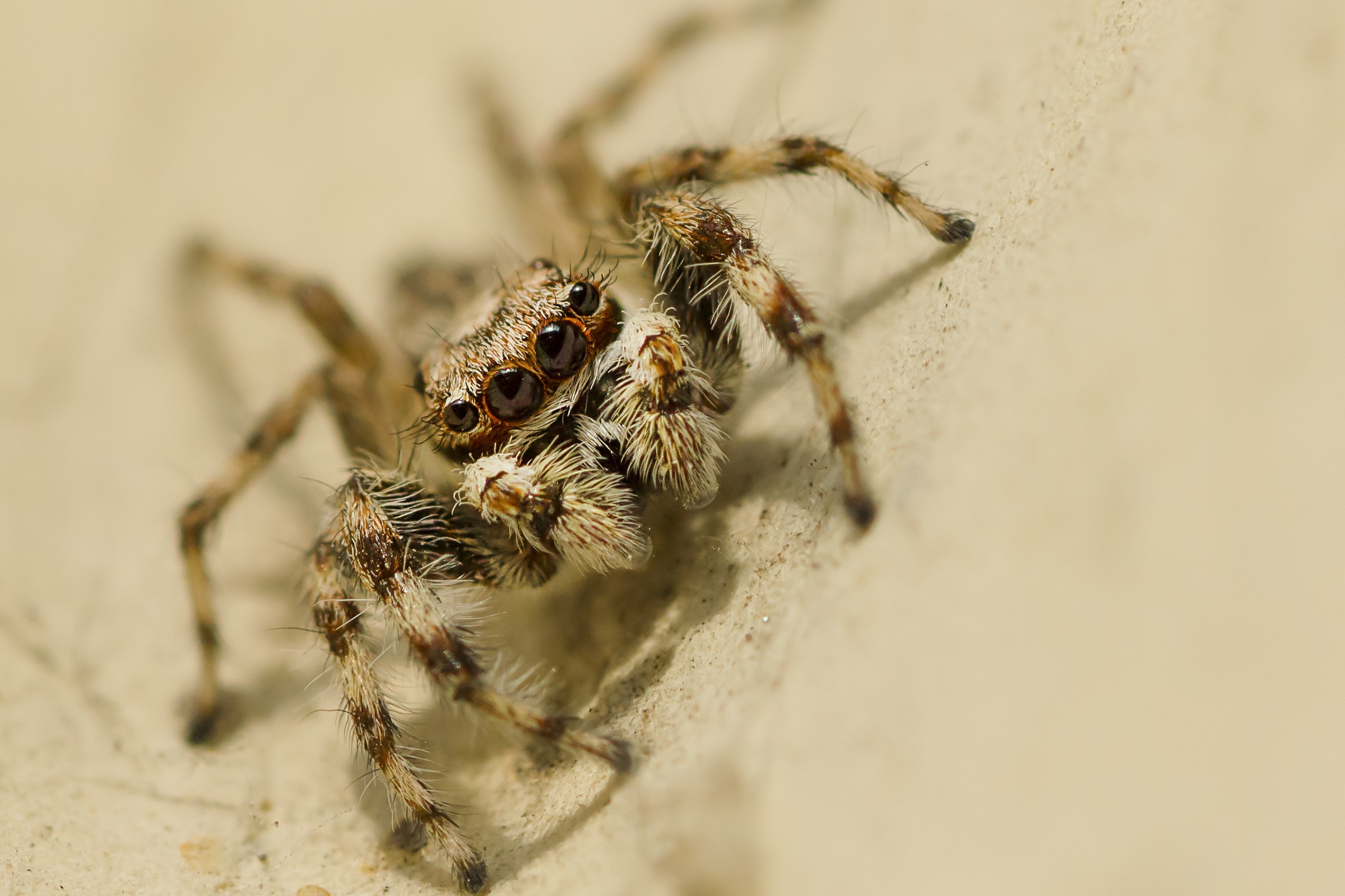 Jumping Spider