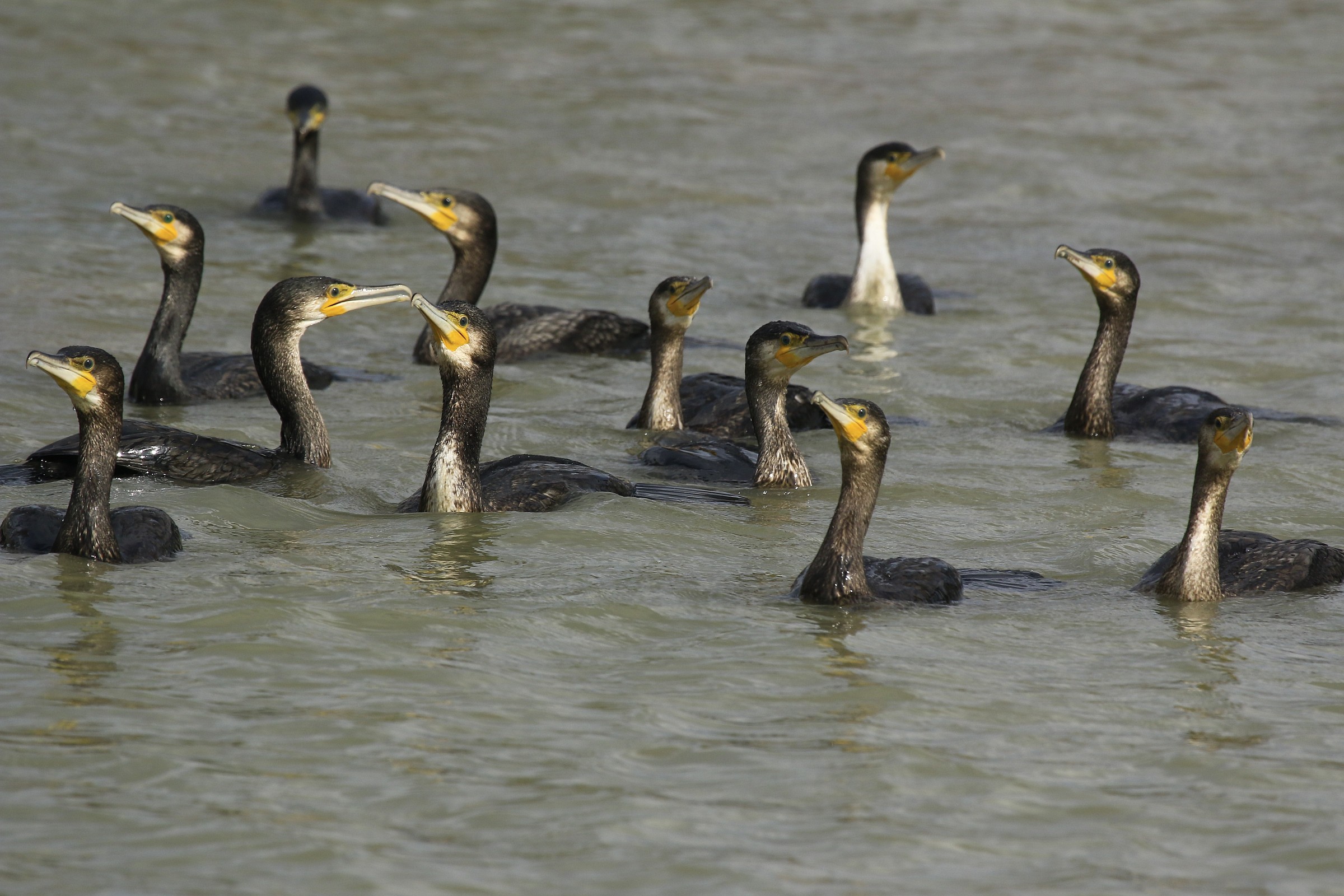 Cormorani 2014: un gruppo enorme mai visto