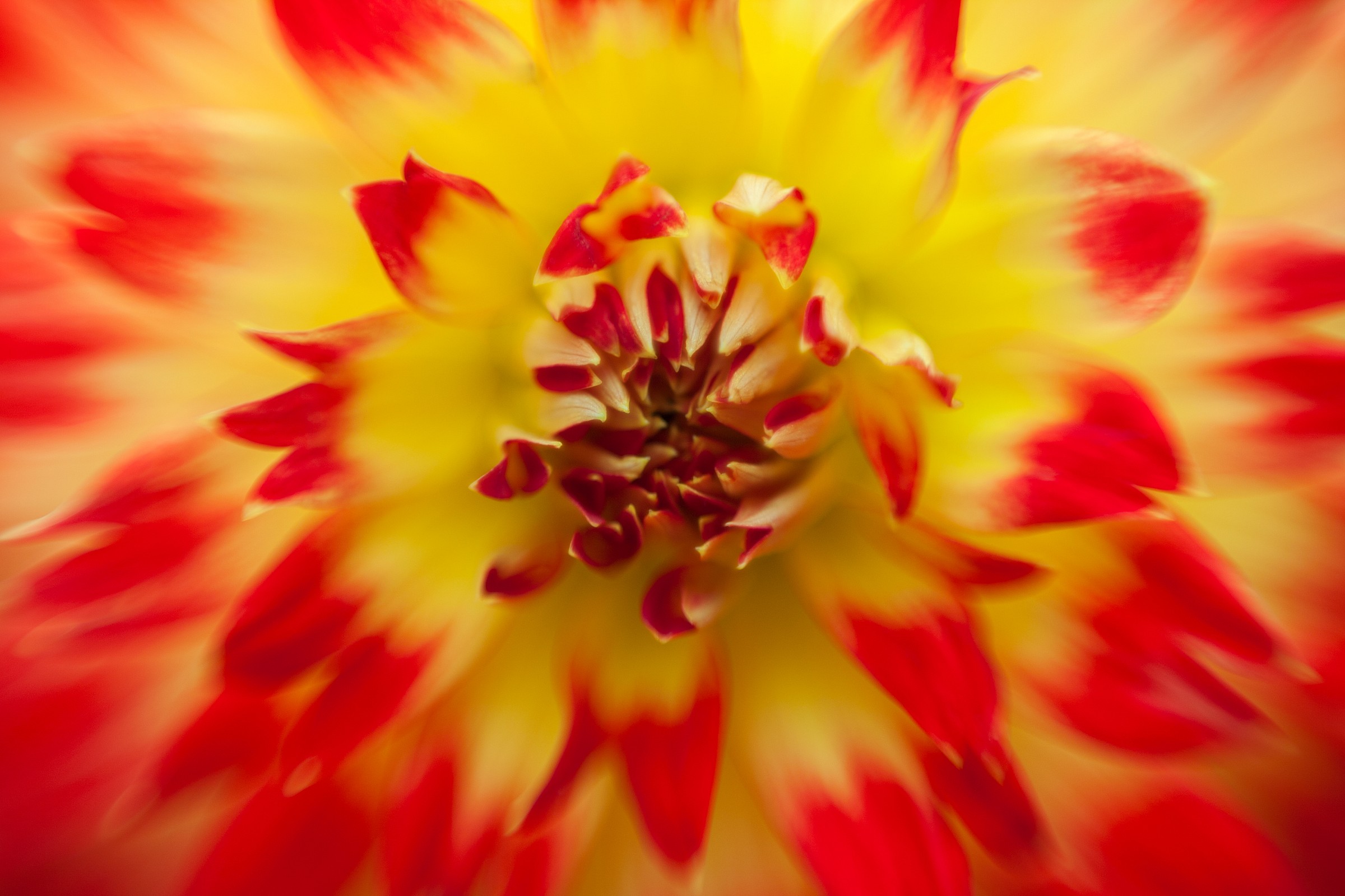 Dettaglio fiore-50mm invertito