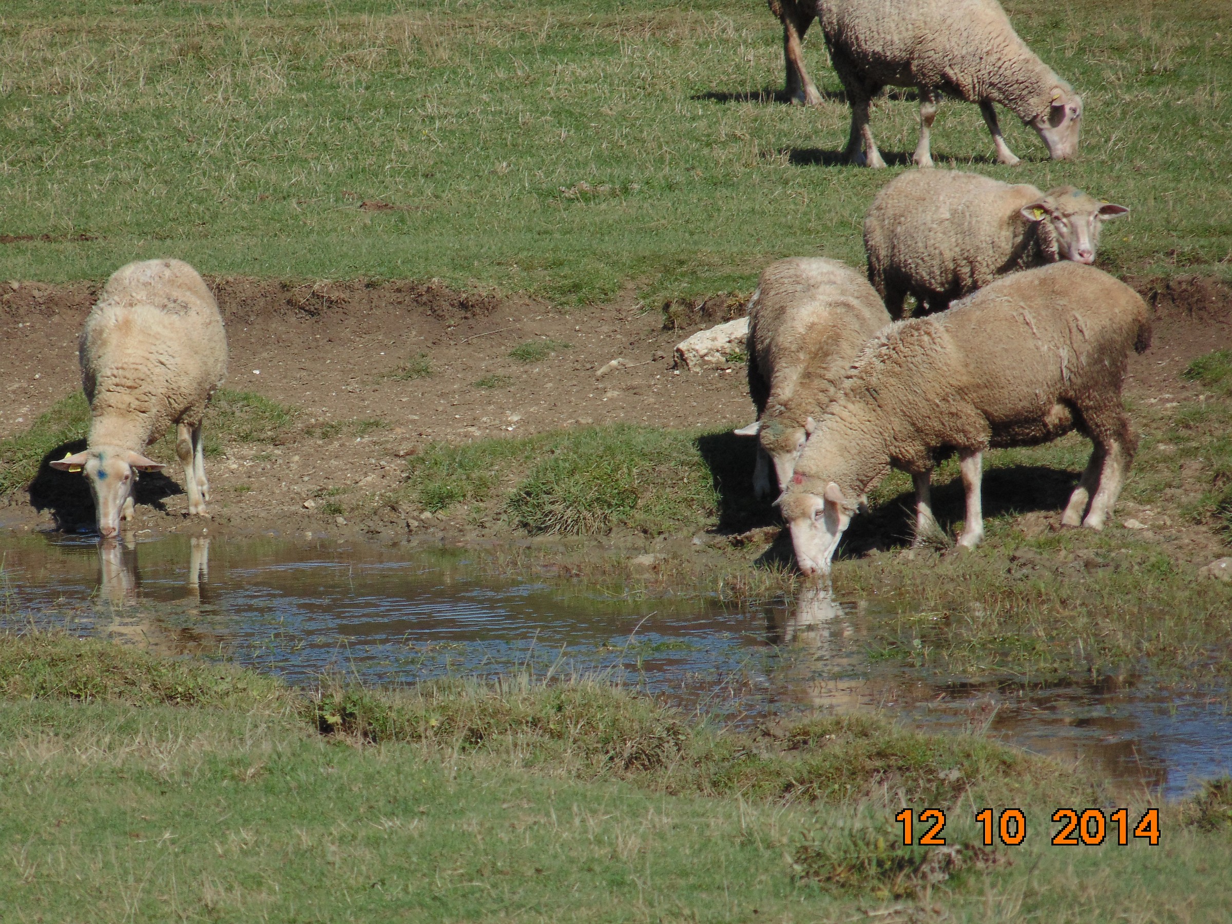 Abbeveratoio natural