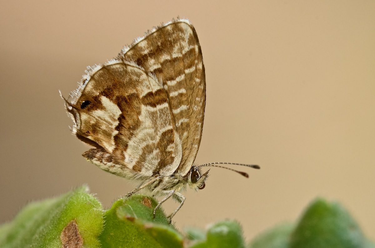 Cacyreus marshalli