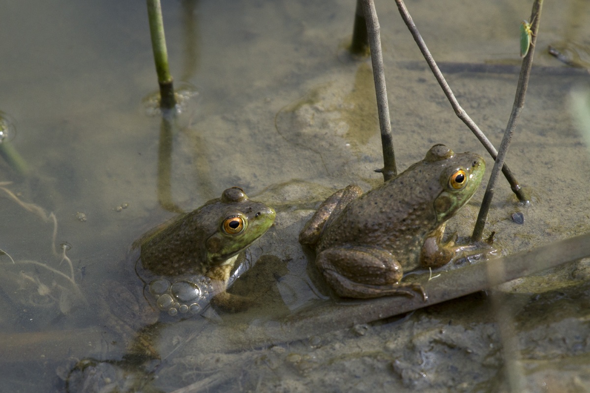 couple of young bullfrogs