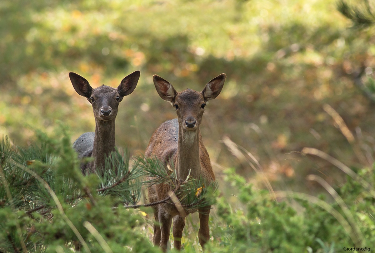 Giovani femmine di Daino curiose