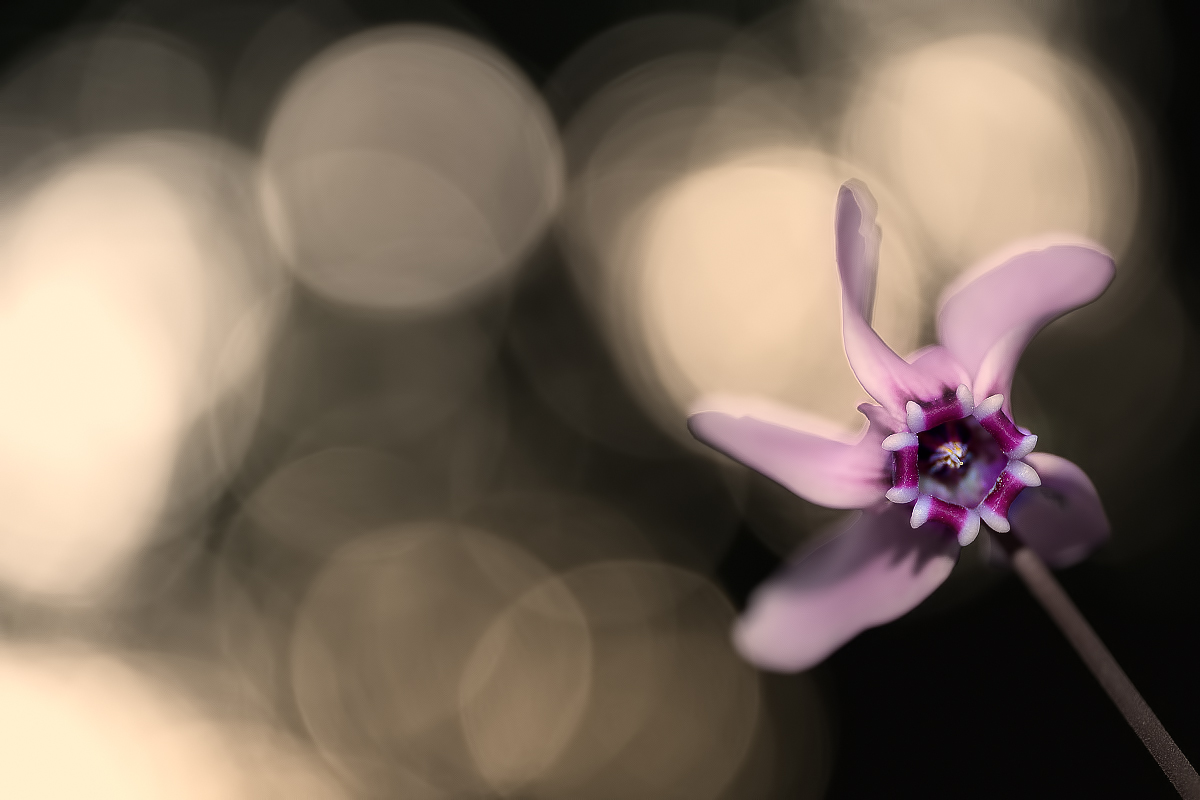 Boh... l'ho immaginata Così...