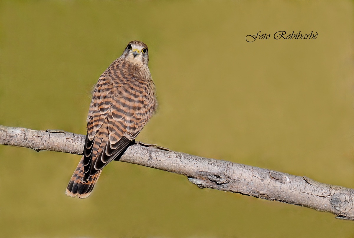 Gheppio... femmina...