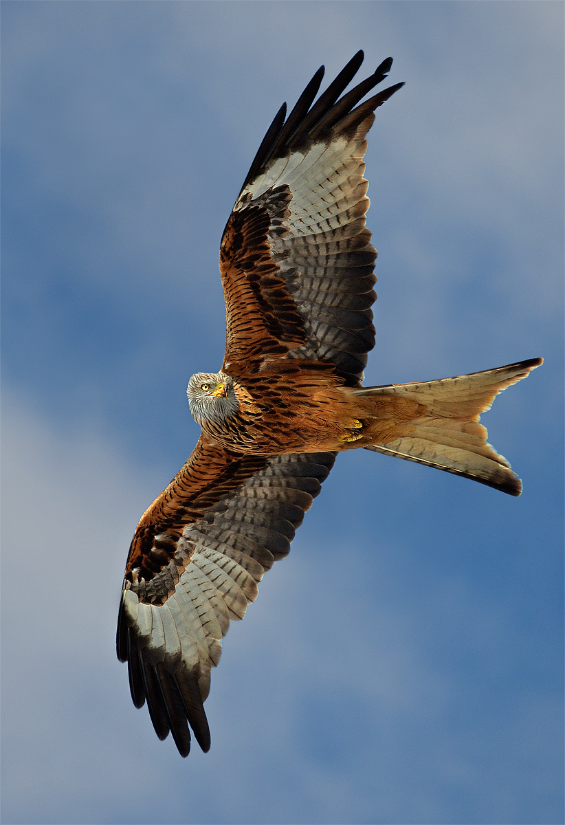 His Majesty reloaded (Nibbio reale)