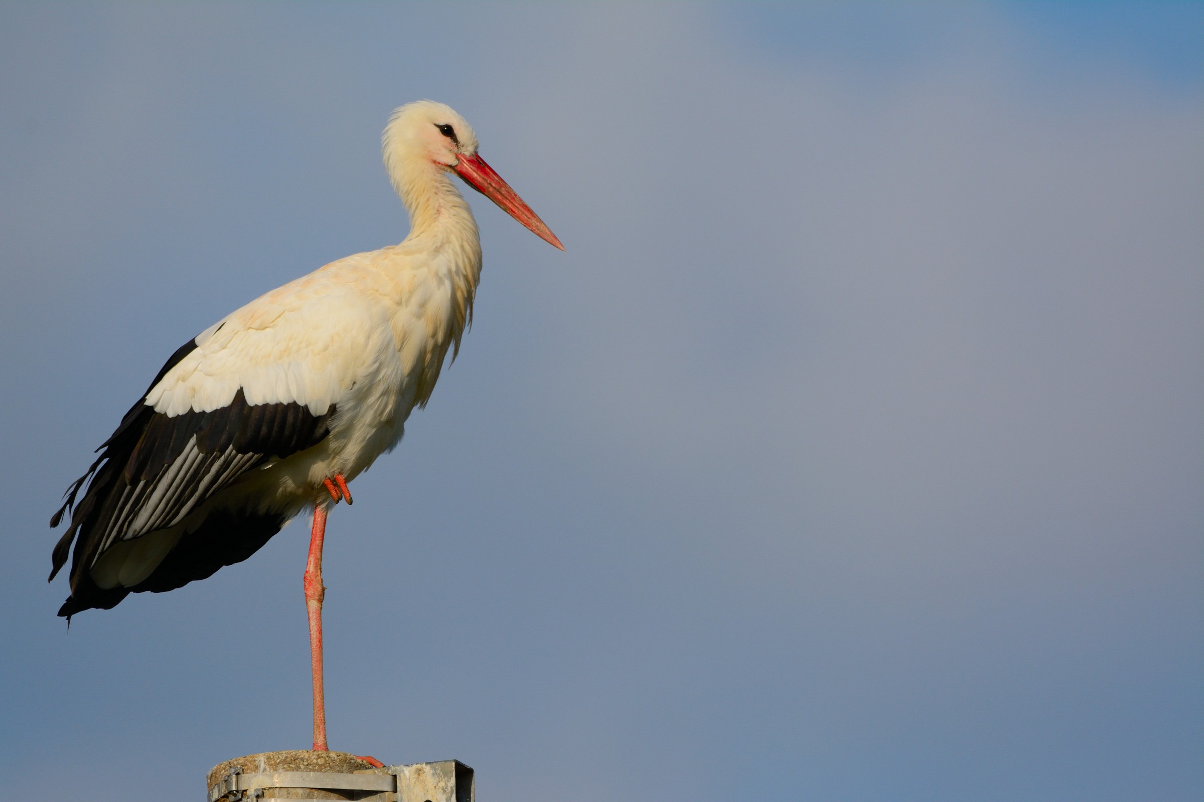 Stork on the pylons of Fagagna
