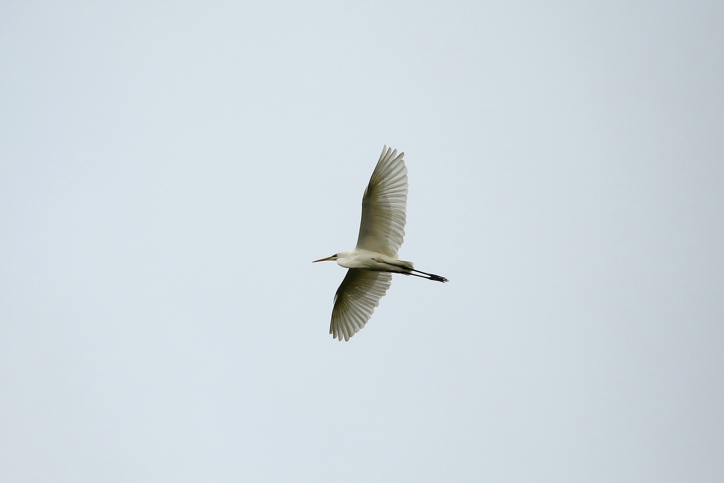 Airone bianco maggiore.