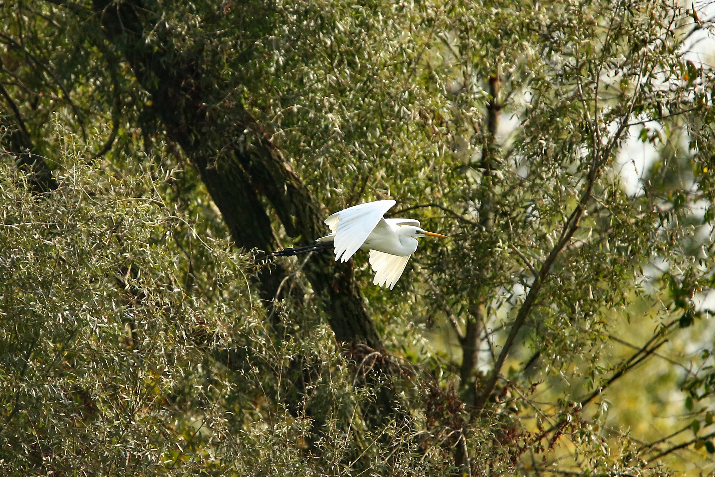 Airone bianco maggiore