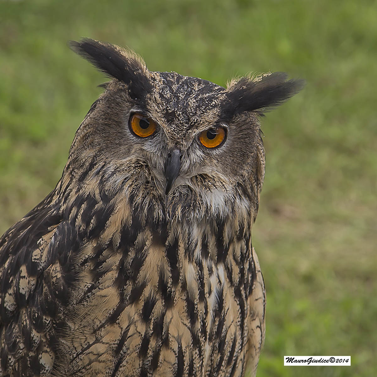 Gufo Reale