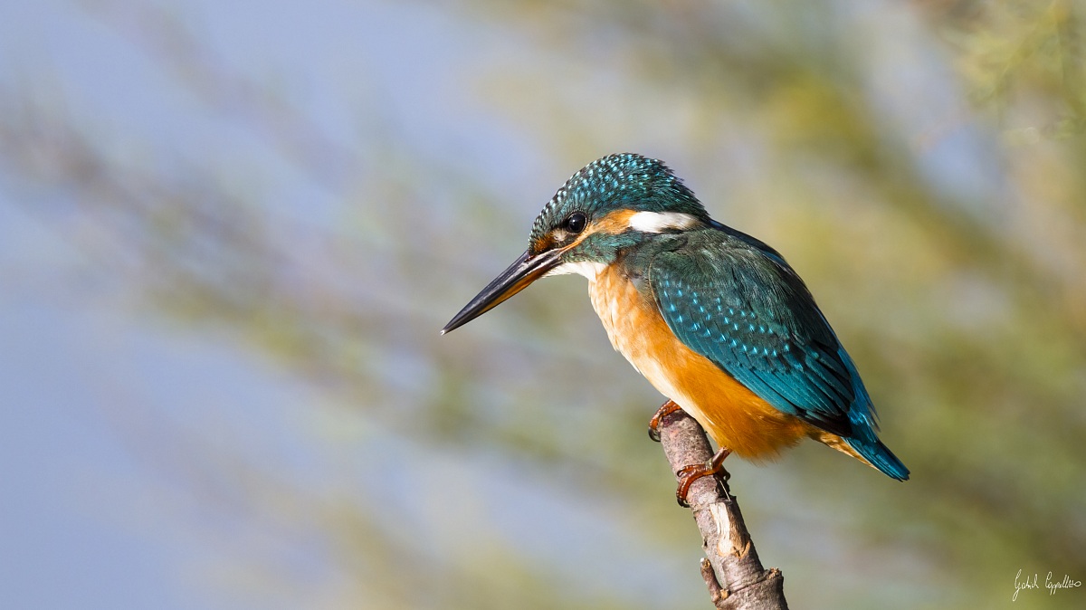 Martin pescatore (Alcedo atthis)