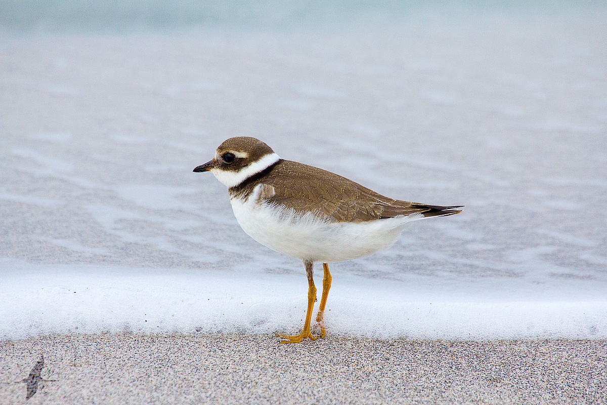 Corriere grande juv.