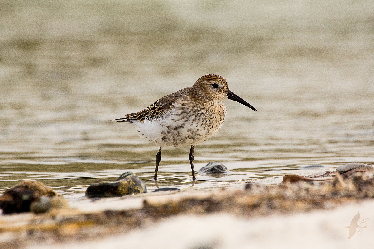 Piovanello pancianera