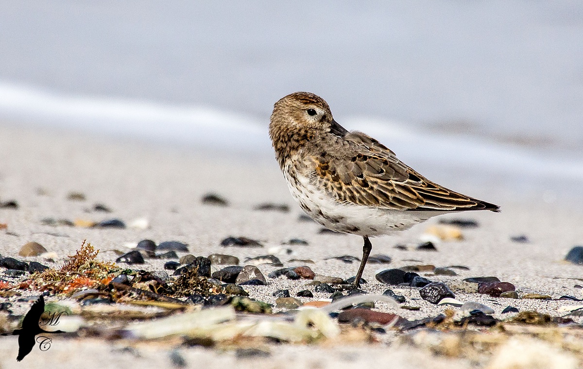 Piovanello pancianera