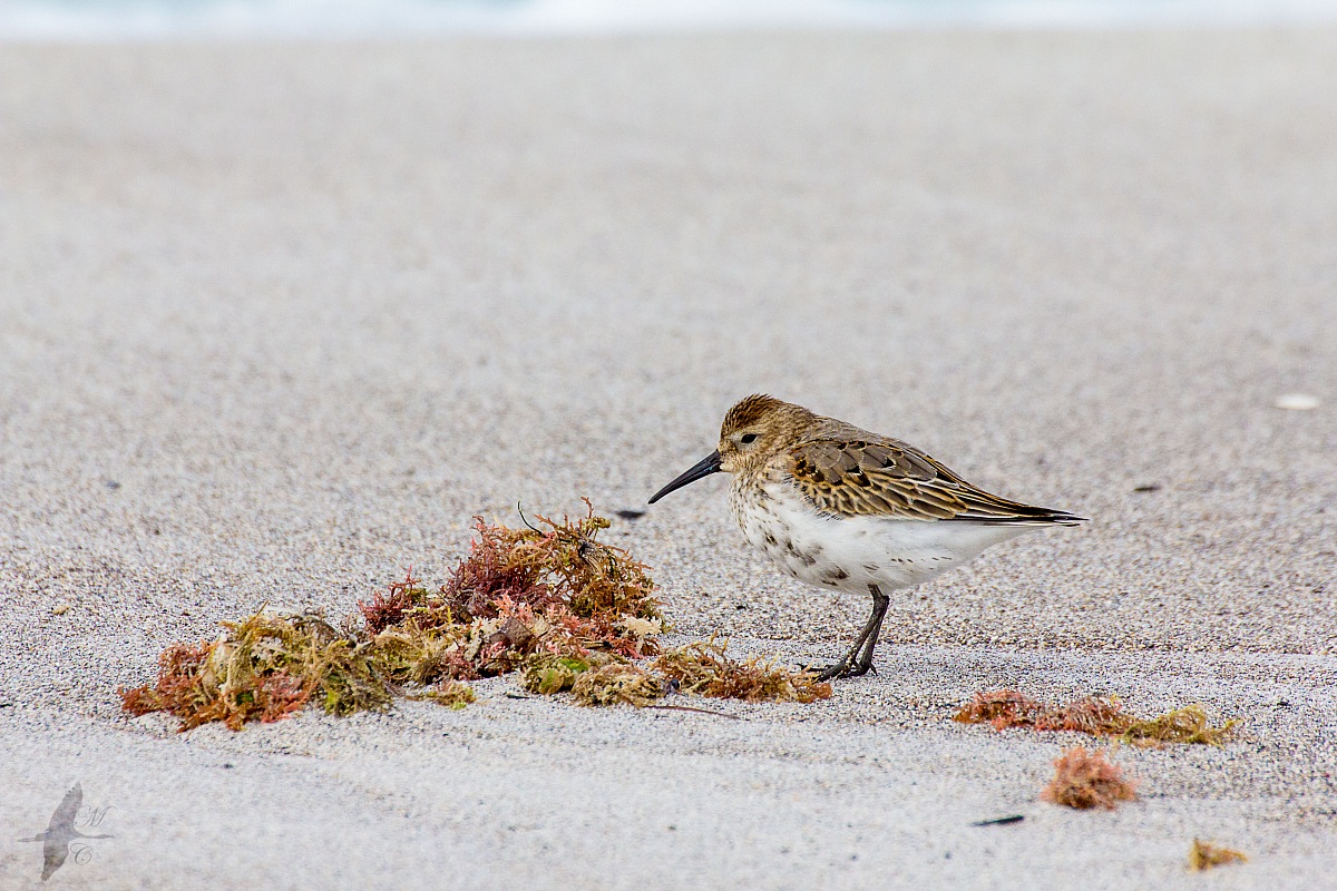 Dunlin