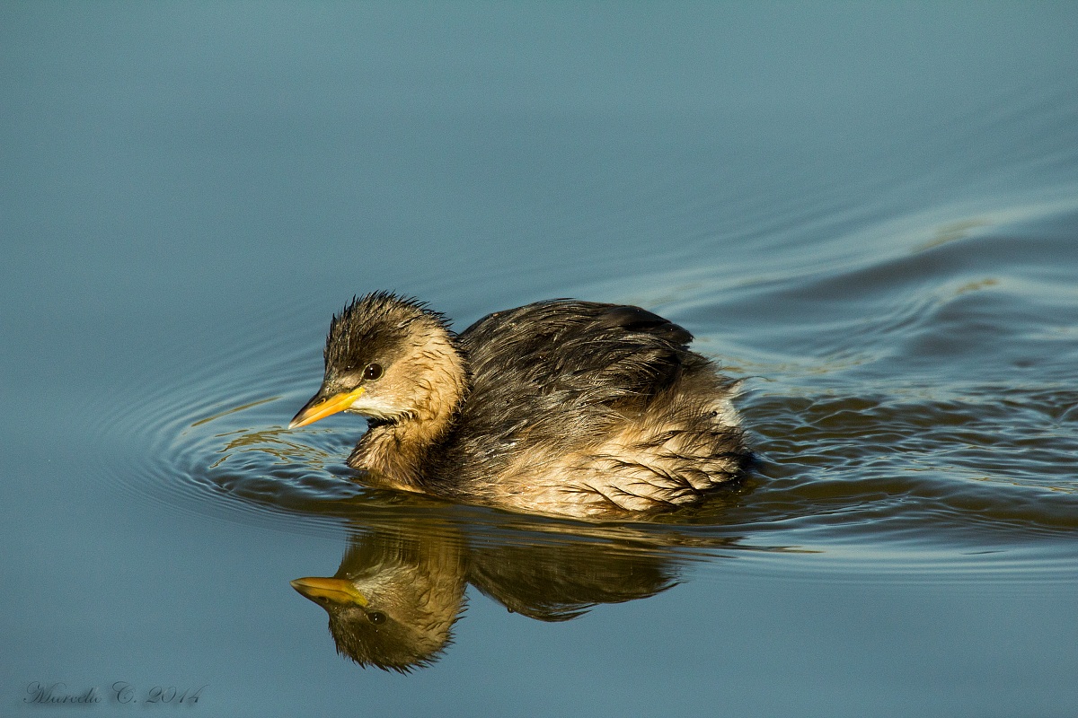 Little Grebe in the mirror
