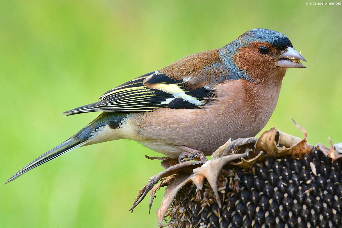 The amazing shades of feathers finch