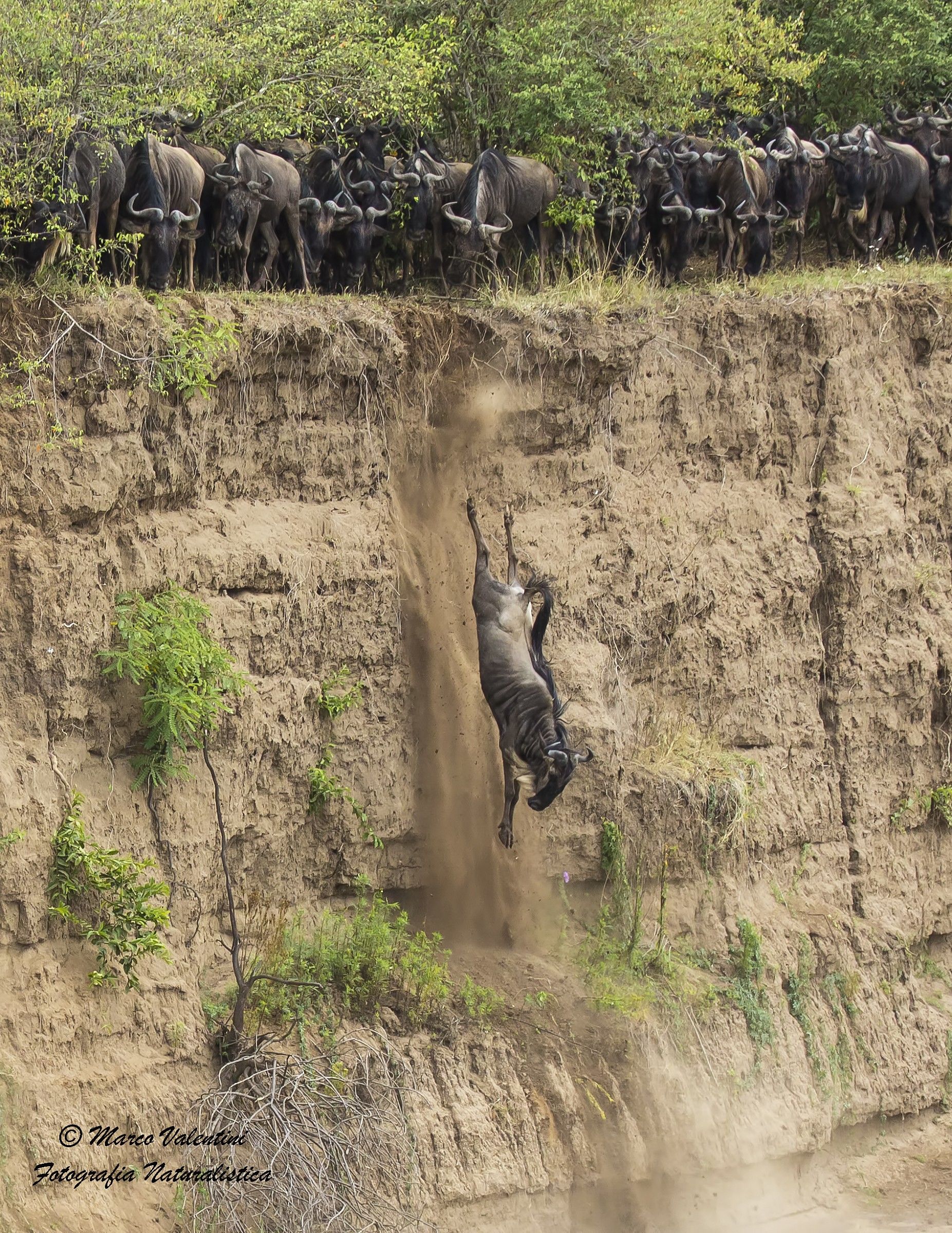 Gli gnu e la gravità