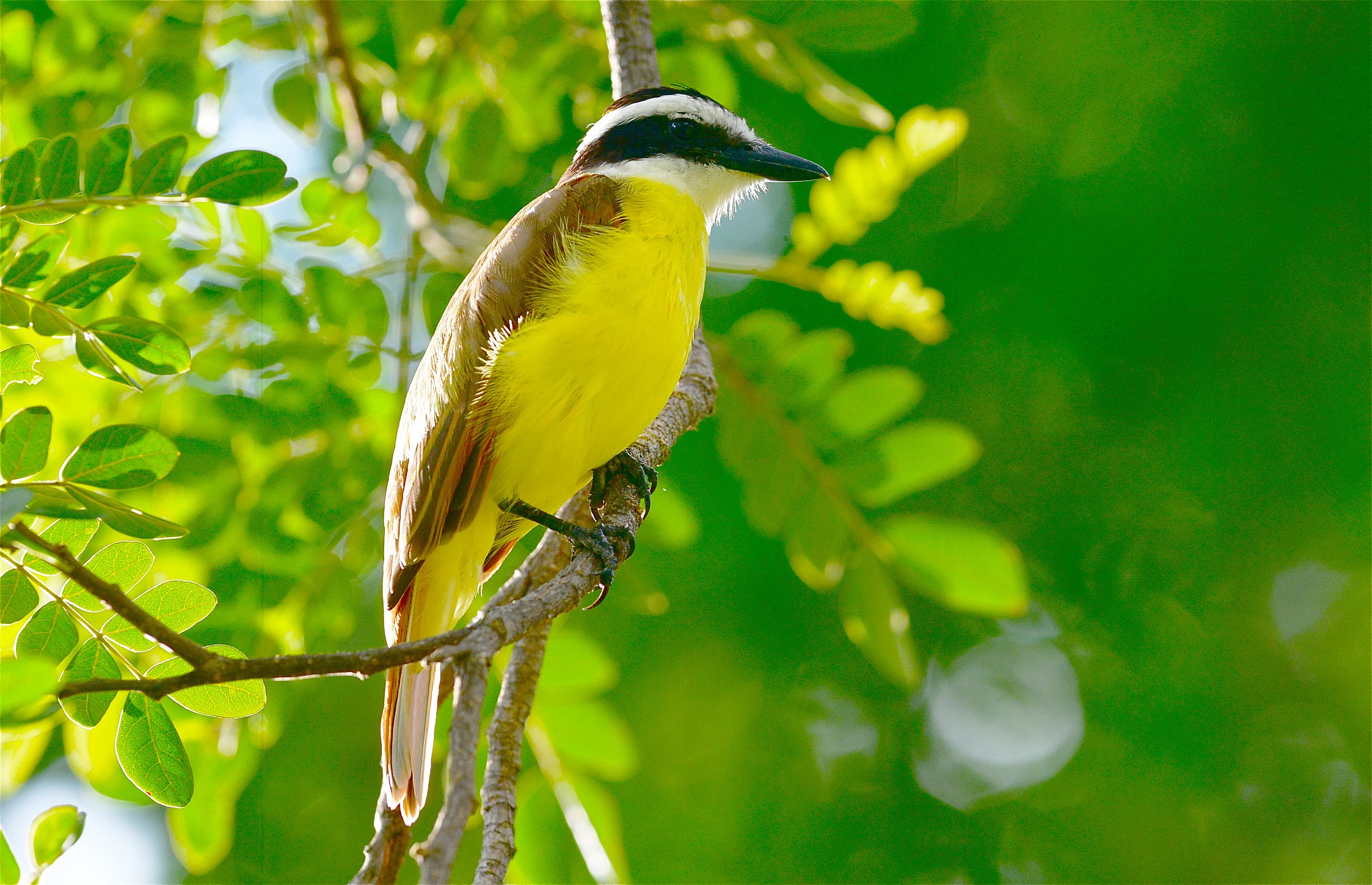 Grande Kiskadee