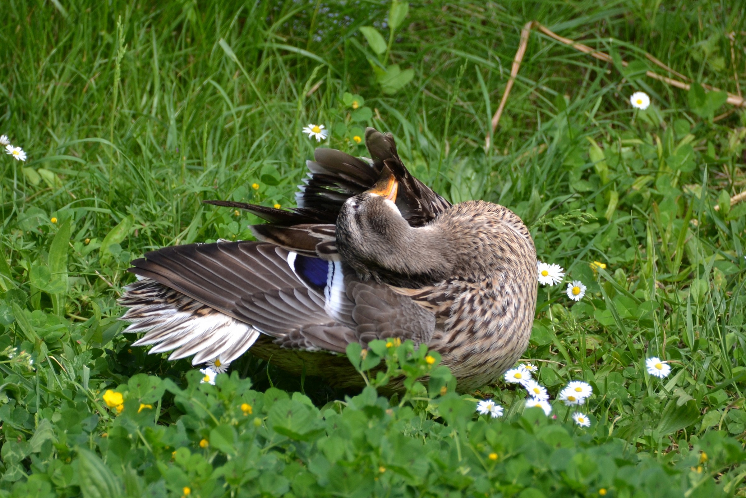 female Mallard