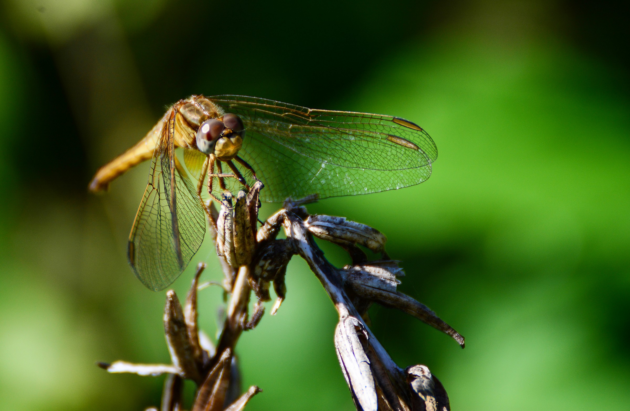 libellula