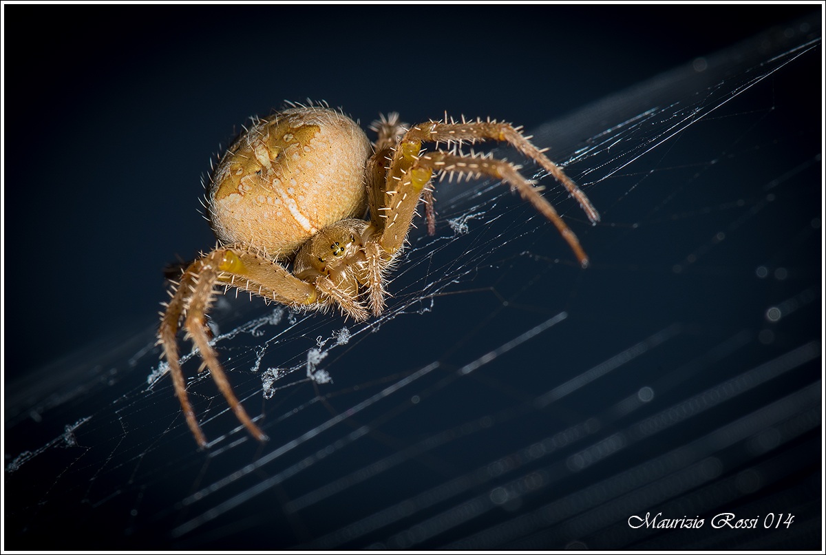 Il mistero del Ragno