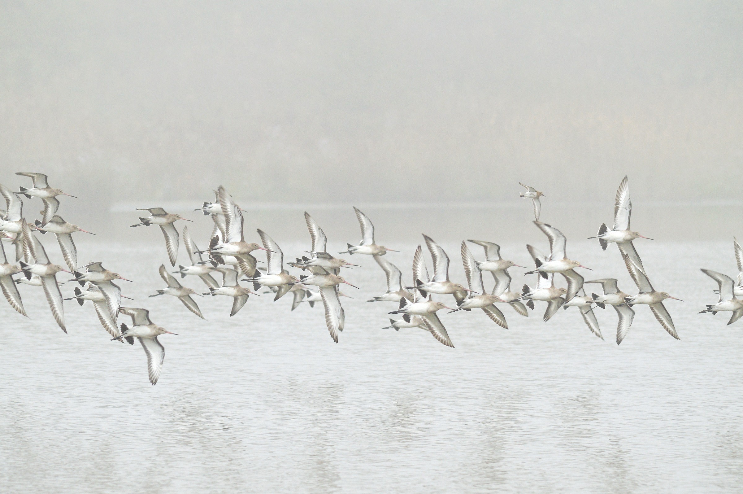 pittime nella nebbia