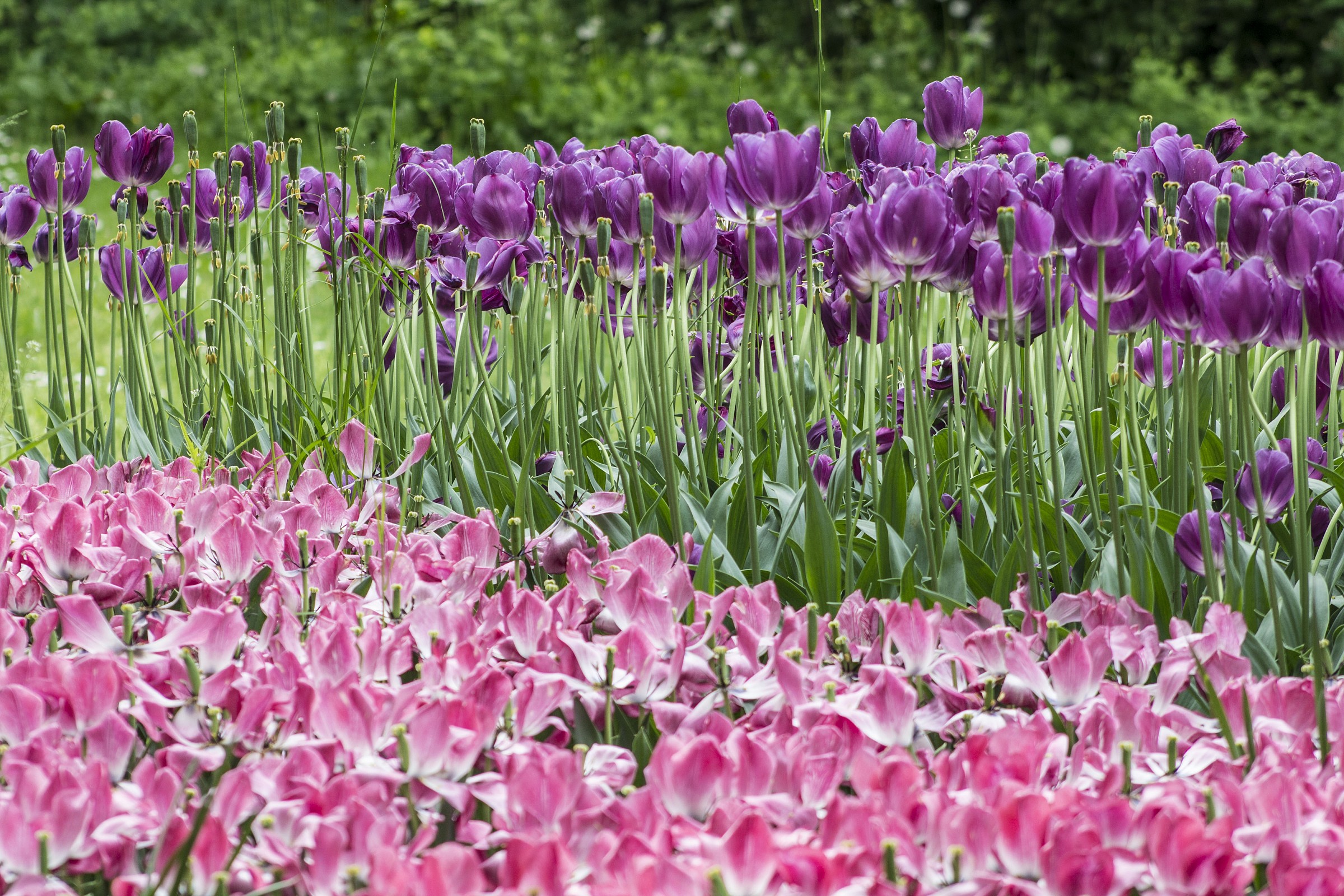 Messer Tulipano - Pralormo (to)