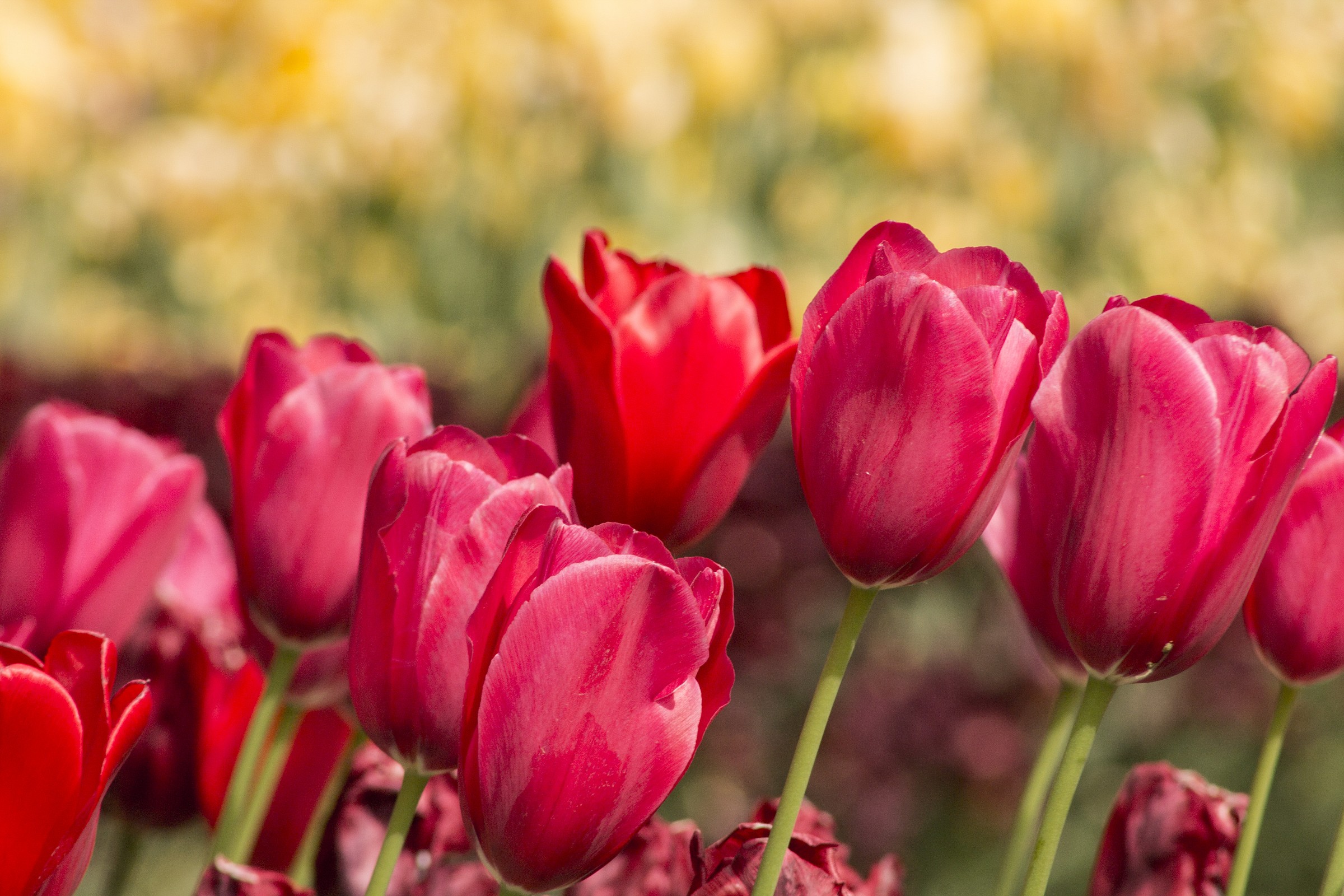 Messer Tulipano - Pralormo (to)