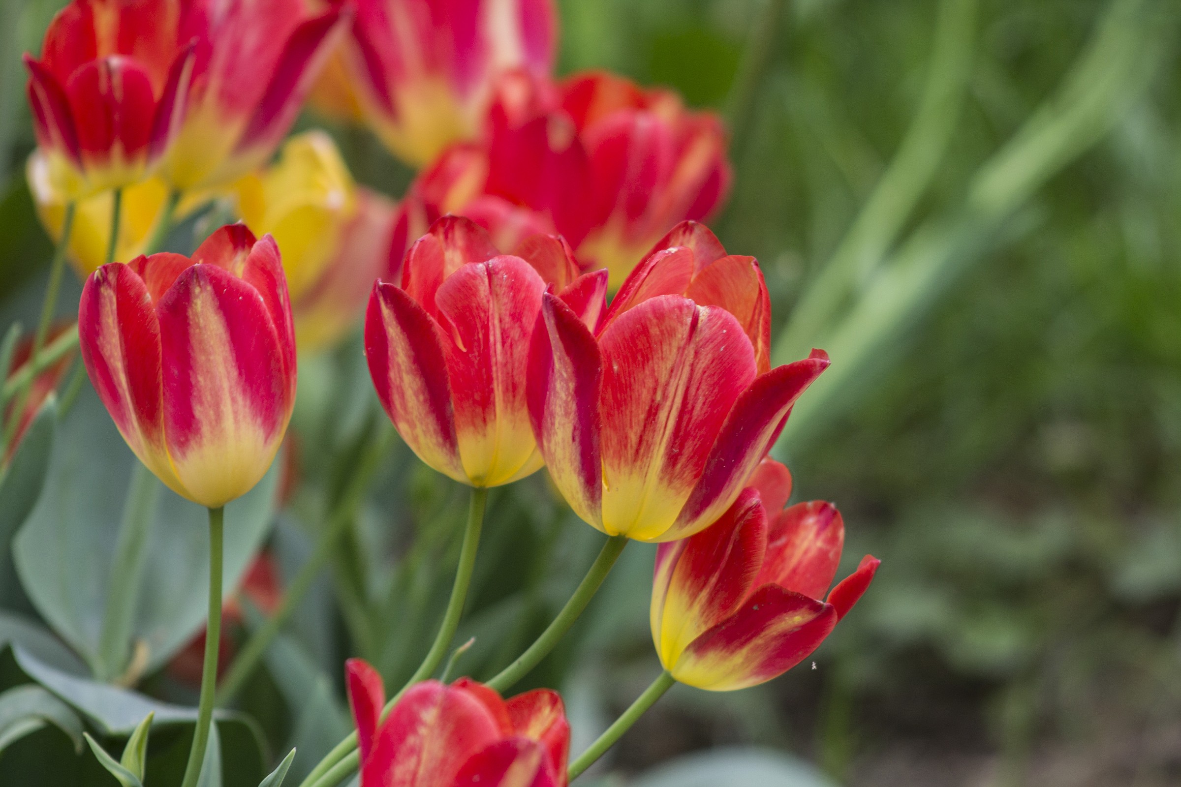 Messer Tulipano - Pralormo (to)