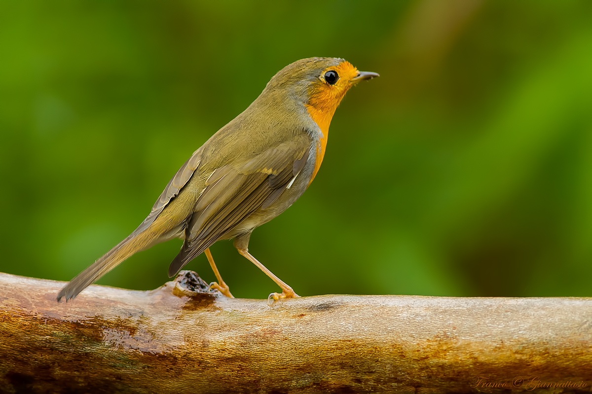 Robin ISO 3200 7d old.