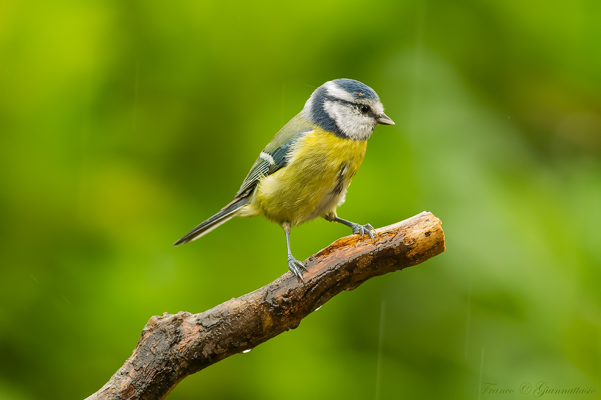 Tit to ISO 3200 7d old.