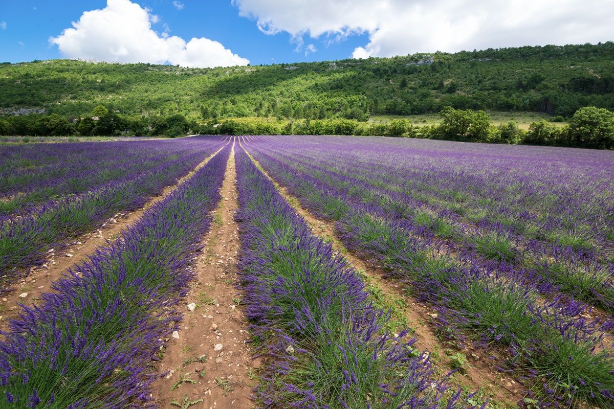 Field of Lavender