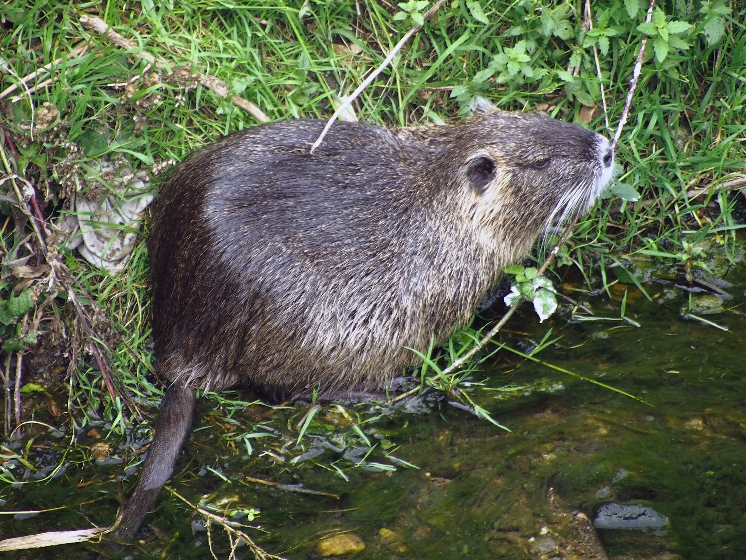 Nutria