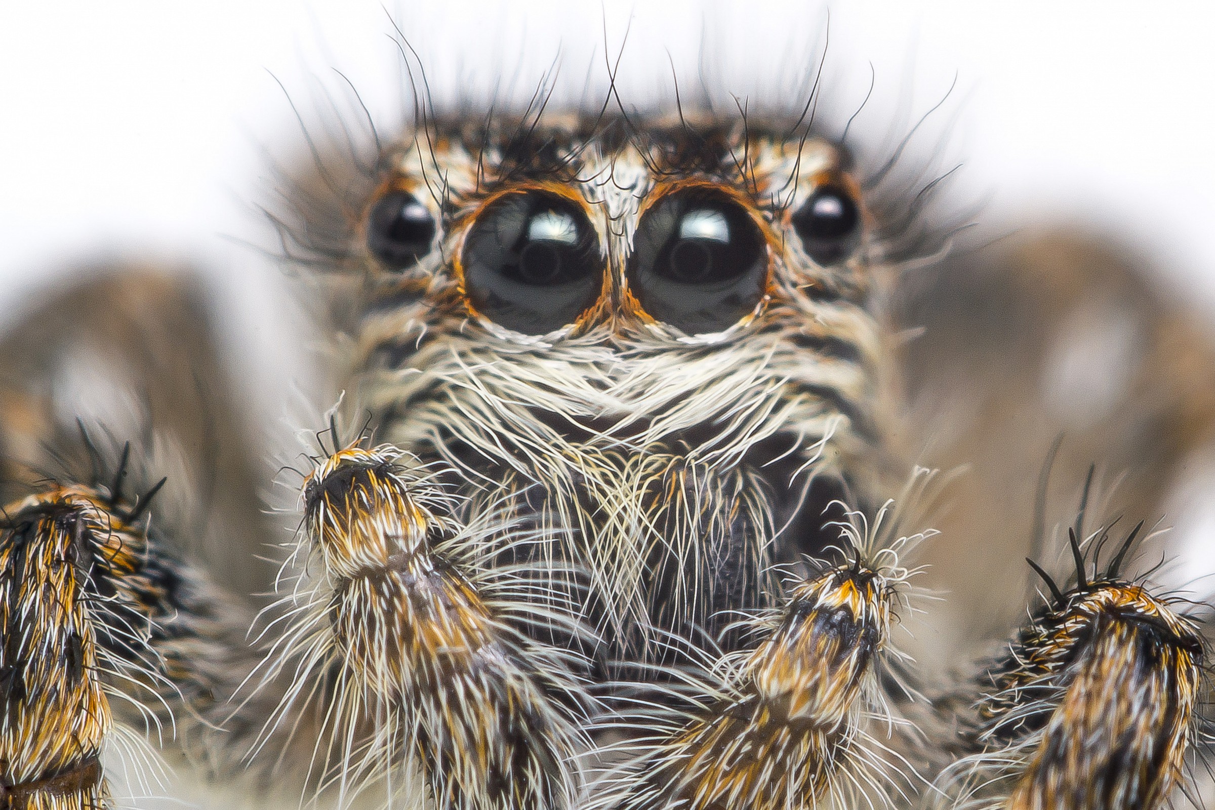 Portrait of a spider