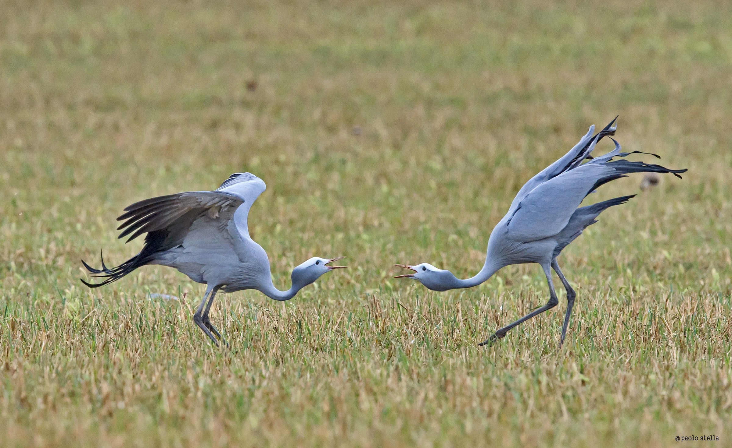 Blue Crane (Anthropoides paradiseus)