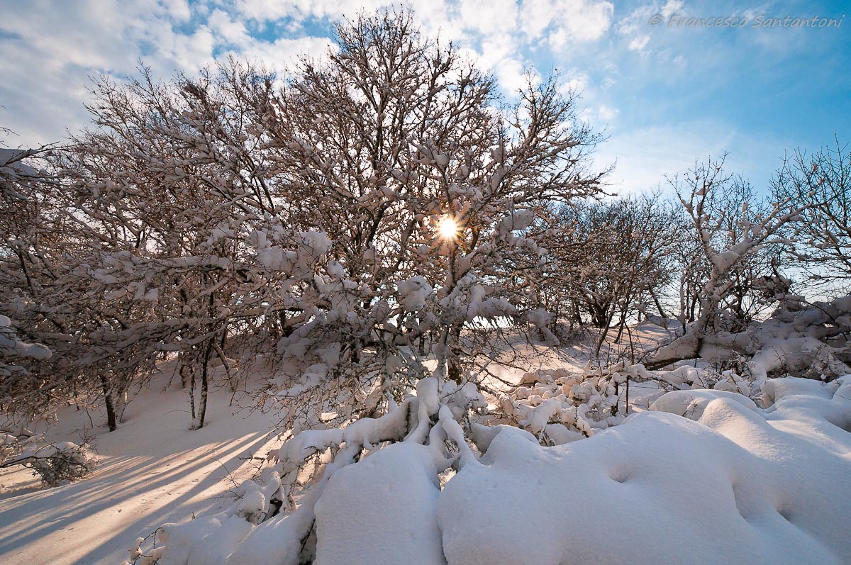 Sole alberi neve