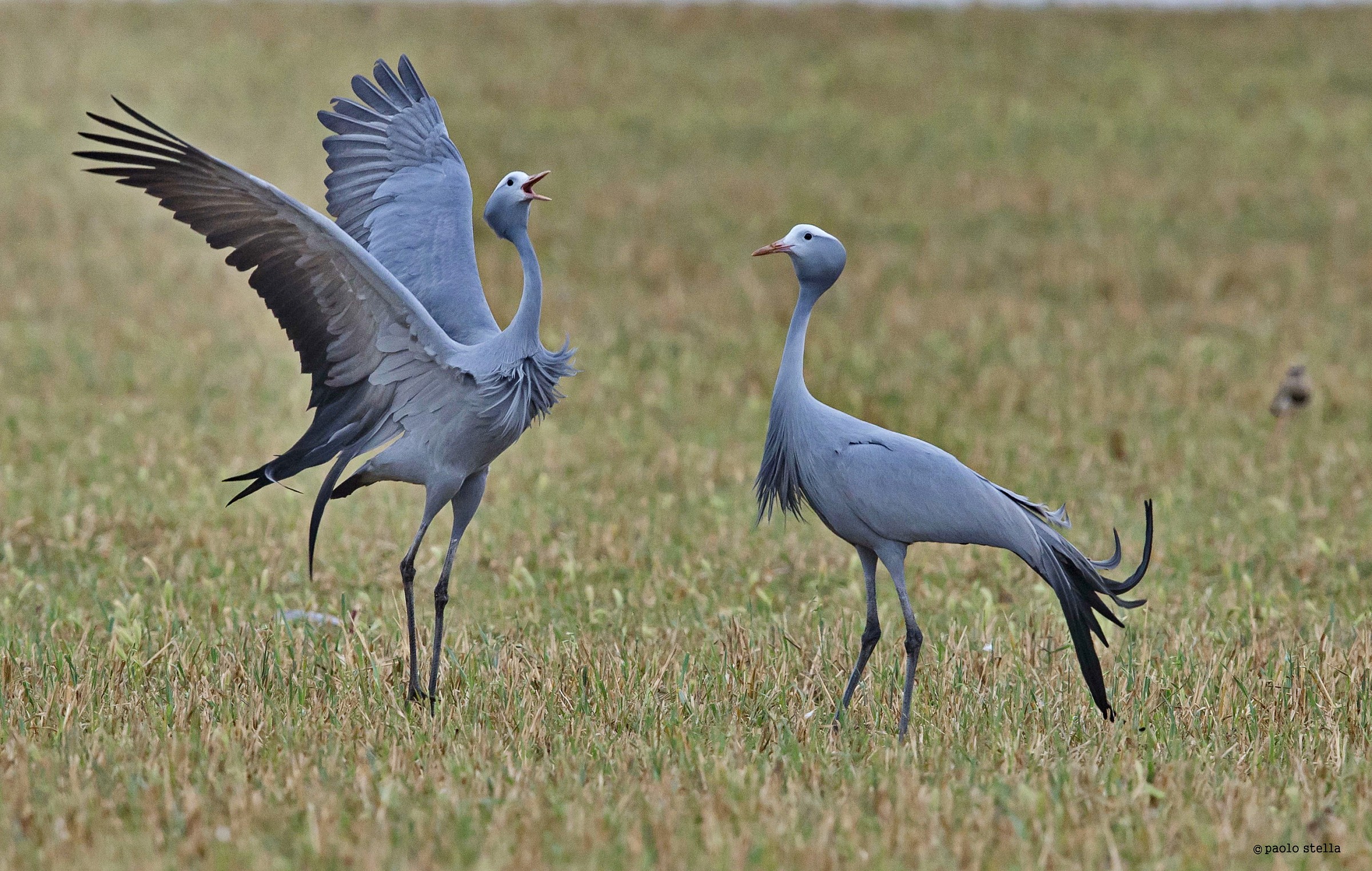 Blue Cranes - 2