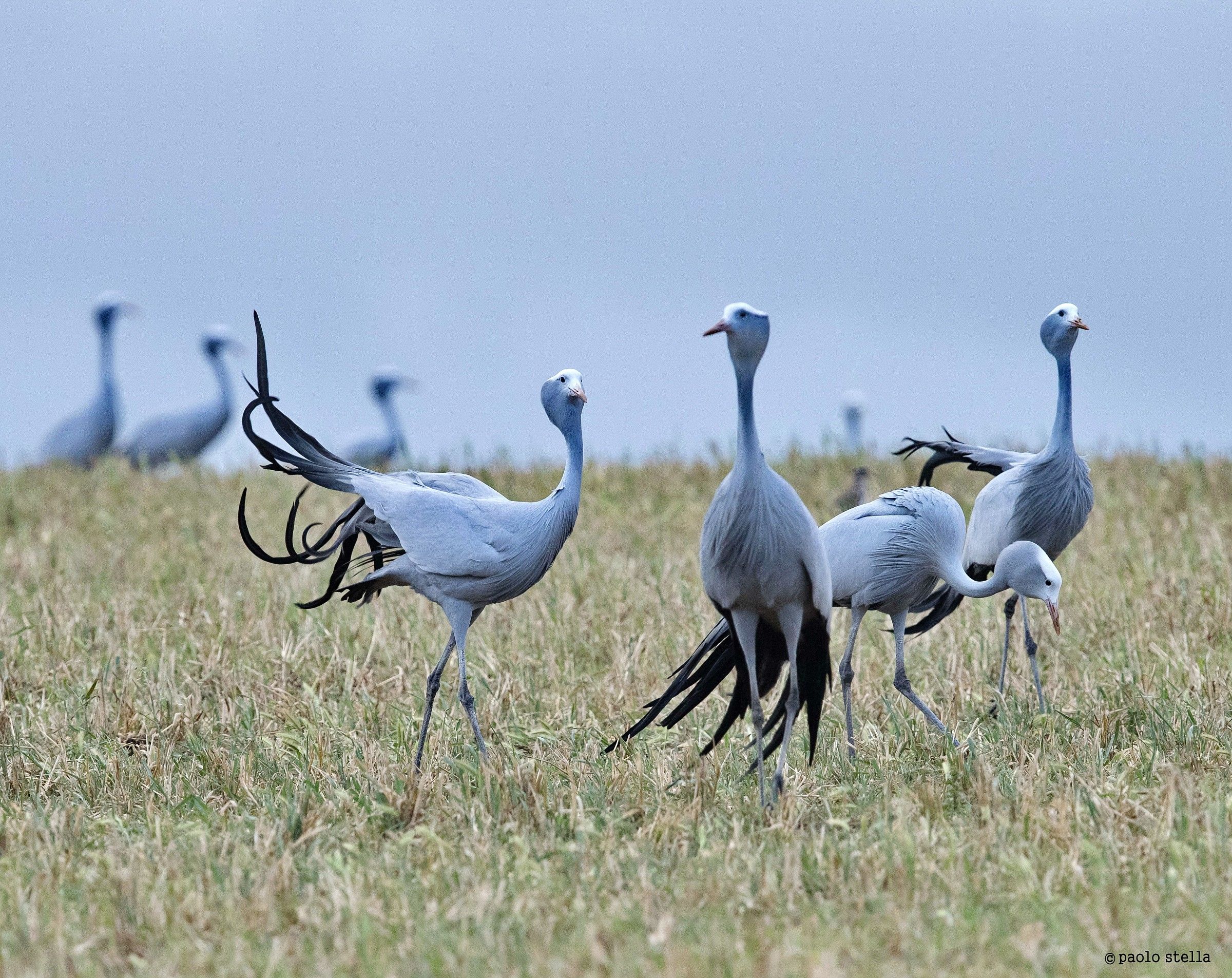 Blue Cranes - 3