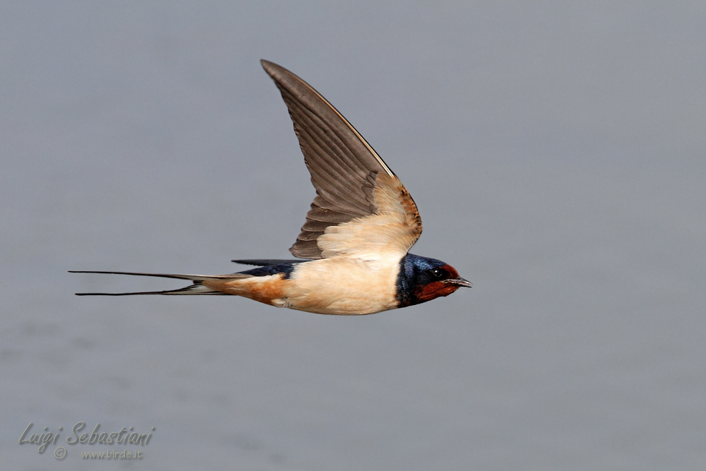 Swallow in flight