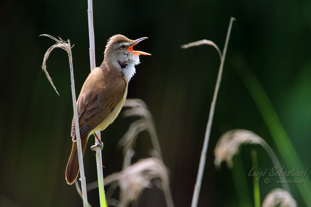 Warbler in backlight