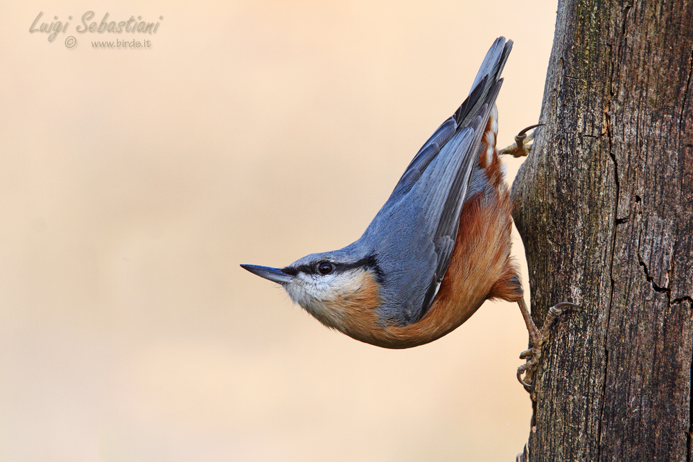 Nuthatch